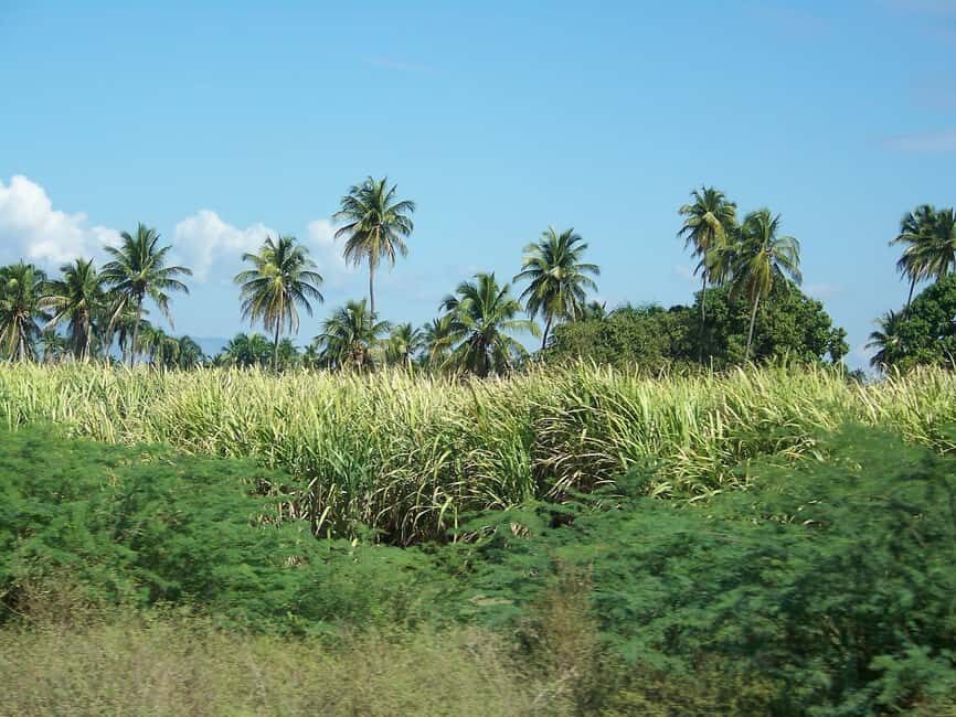 Cabarete: 2-Person Dominican Countryside Buggy Tour - The Dirt Road Part: Sugar Cane Fields and Mud That’s Part of the Deal