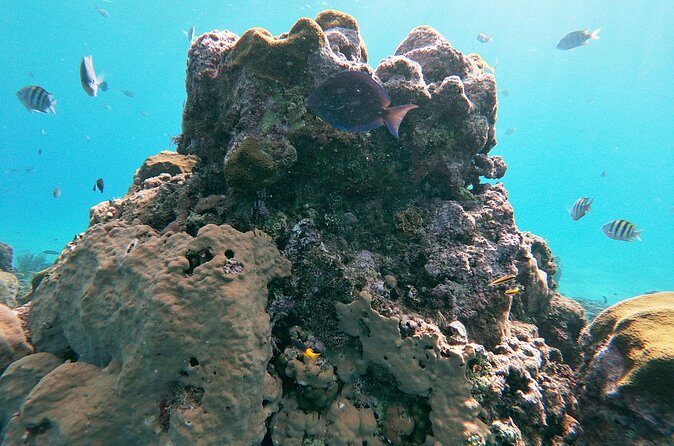 Catamaran Party Cruise with Snorkeling & BBQ - Snorkeling at Sosua: Two reef stops and what to expect in the water