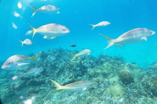 Catamaran Party Cruise with Snorkeling & BBQ - BBQ lunch on board: More than just food, it’s your break in the action