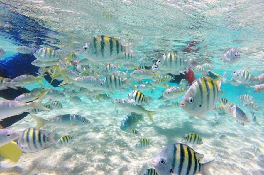 Cayo Arena: Paradise Island and Mangroves Tour - Key Highlights to Know Before You Go