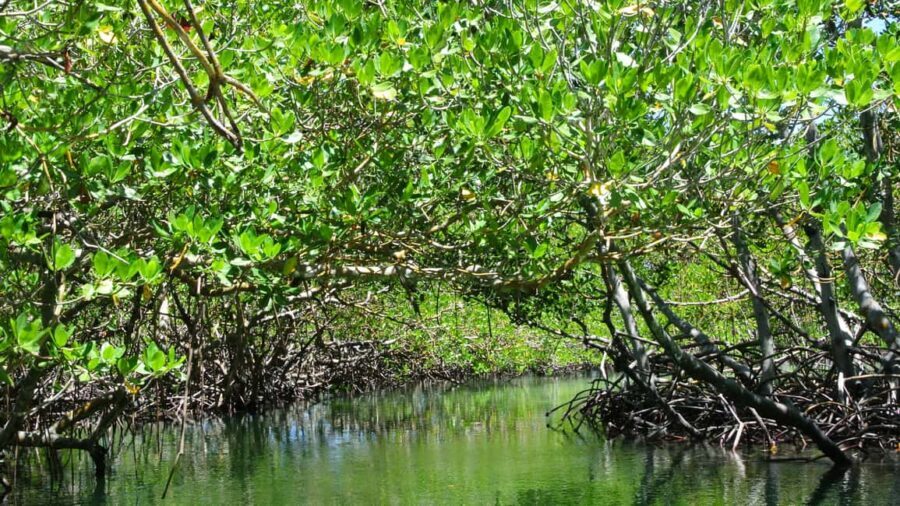 Cayo Arena: Paradise Island and Mangroves Tour - Local Market Stop and Island-Life Flavor