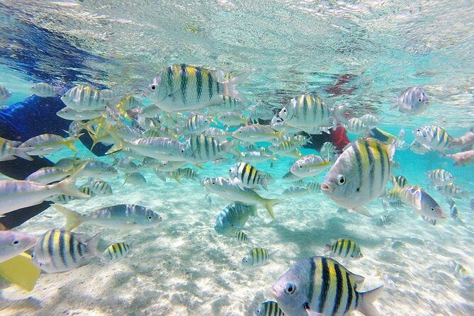 Cayo Arena, Paradise Island Tour - Why This Cayo Arena Day Trip Feels Efficient