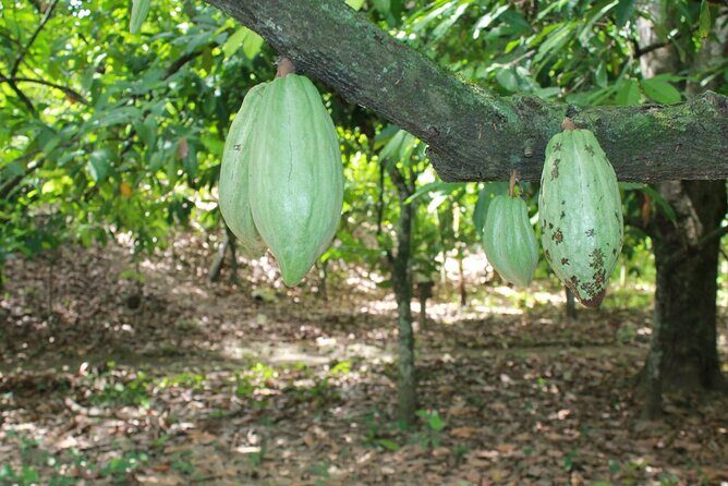 Cocoa & Artisan Chocolate Route with an Historical Tour in Puerto Plata City - The historic center loop: Amber Museum, cacao factory, and street icons
