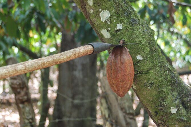 Cocoa & Artisan Chocolate Route with an Historical Tour in Puerto Plata City - Price and value: why $98 can make sense here