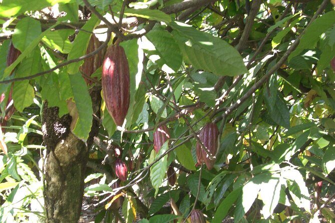 Cocoa & Artisan Chocolate Route with an Historical Tour in Puerto Plata City - Should you book this Puerto Plata chocolate route?