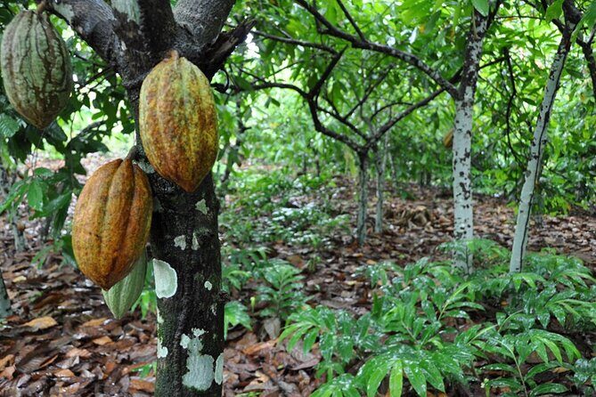Cocoa & Artisan Chocolate Route with an Historical Tour in Puerto Plata City - Making chocolate you can actually eat