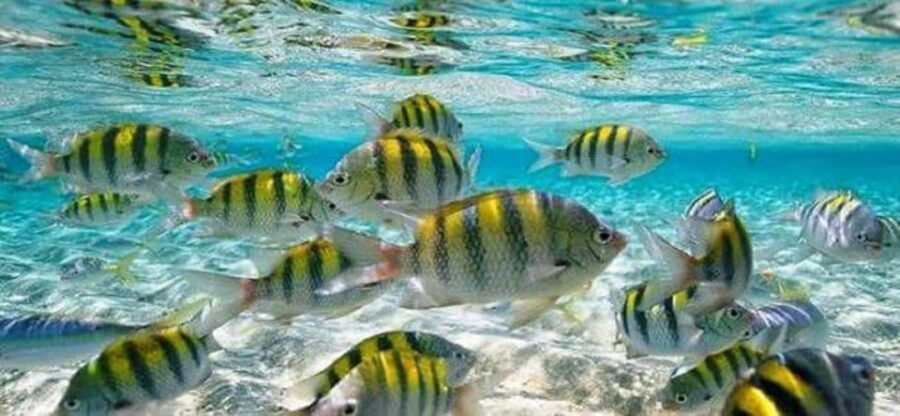 From Puerto Plata: Cayo Arena by VIP Speedboat and Snorkel - Cayo Arena sandbar time: what snorkeling feels like, plus sun reality
