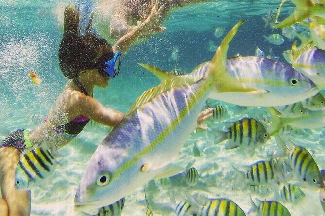 Full Day Isla Bonita Speed Tours - Stop 2: Cayo Arena, mangroves, and the natural pool with THE OCEAN KING DELUXE