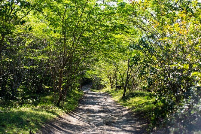 Half-Day Buggy Guided Adventure for Amber Cove and Taino Bay - From cruise gates to the countryside roads of Maimon