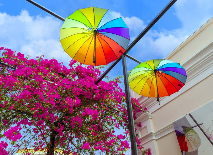 Half Day Private City Tour of Puerto Plata - How this half-day private tour plays out in Puerto Plata