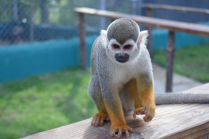 Interaction with Monkey Tour & city tour in Puerto Plata - Macorix House of Rum: the guided stop that makes the day feel local