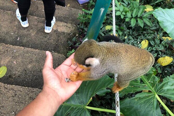 land of monkeys and silver port city tour - Del Oro Chocolate Factory: From Organic Cocoa to a Chocolate Bar