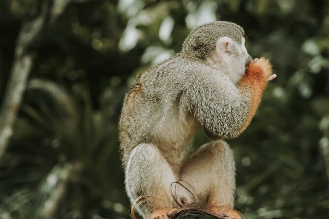 Monkey Jungle with Zip line - Getting There: Pickup, Air-Conditioned Vehicle, and a Manageable 4 Hours