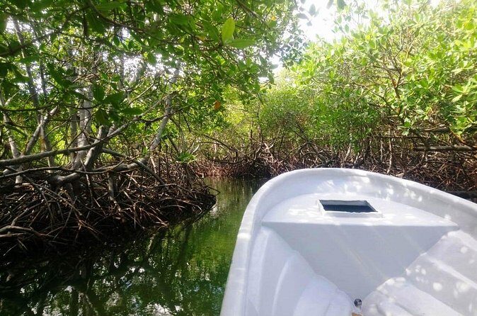 Paradise Island & Mangroves Tour - Snorkeling gear and the guided part you should care about