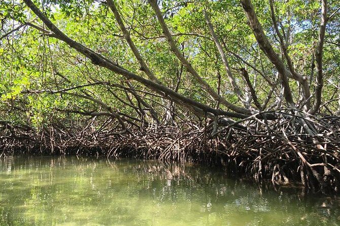 Paradise Island & Mangroves Tour - Mangroves by speedboat: why this section feels worth it