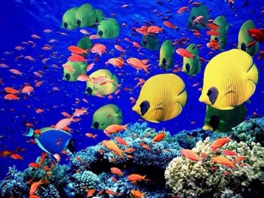 Puerto Plata: Cayo Arena Tour with Snorkeling and Mangroves - Should you book the Puerto Plata: Cayo Arena Tour?