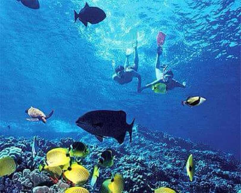 Puerto Plata: Cayo Arena Tour with Snorkeling and Mangroves - Snorkeling the reef for about three hours: what you’re there for