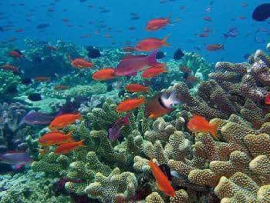 Puerto Plata: Cayo Arena Tour with Snorkeling and Mangroves - Timing, season, and weather: the rules behind a safe sea day