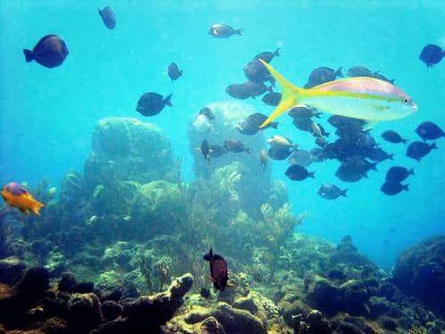 Puerto Plata: Cayo Arena Tour with Snorkeling and Mangroves - Who this tour fits best (and who might want a different plan)