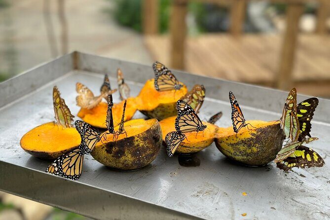 Puerto Plata City Tour with Butterfly Garden - Key Points Worth Your Time