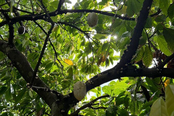 Puerto Plata City Tour with Butterfly Garden - Upper Puerto Plata Photo Time: Signs, Views, and a Quick Reset