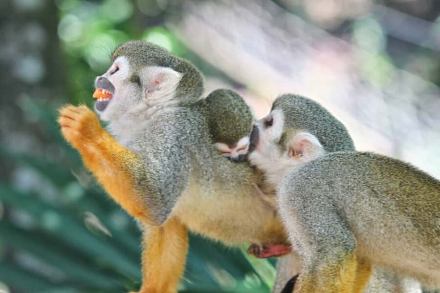 Puerto Plata: Monkeyland and Zip-Line Adventure - Price and value: what $90 buys in real time