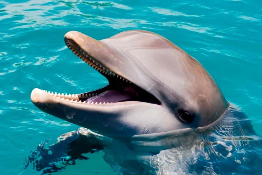 Puerto Plata: Ocean World Adventure Park Day Pass - Key takeaways before you go