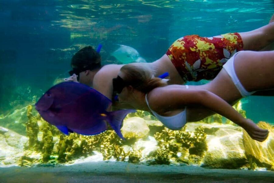 Puerto Plata: Ocean World Adventure Park Day Pass - Ocean World Puerto Plata: a day pass built for animal shows and reef time