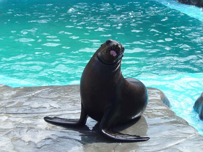 Puerto Plata: Ocean World Adventure Park Day Pass - Big dolphin energy: the manmade dolphin habitat and Dolphin Beach