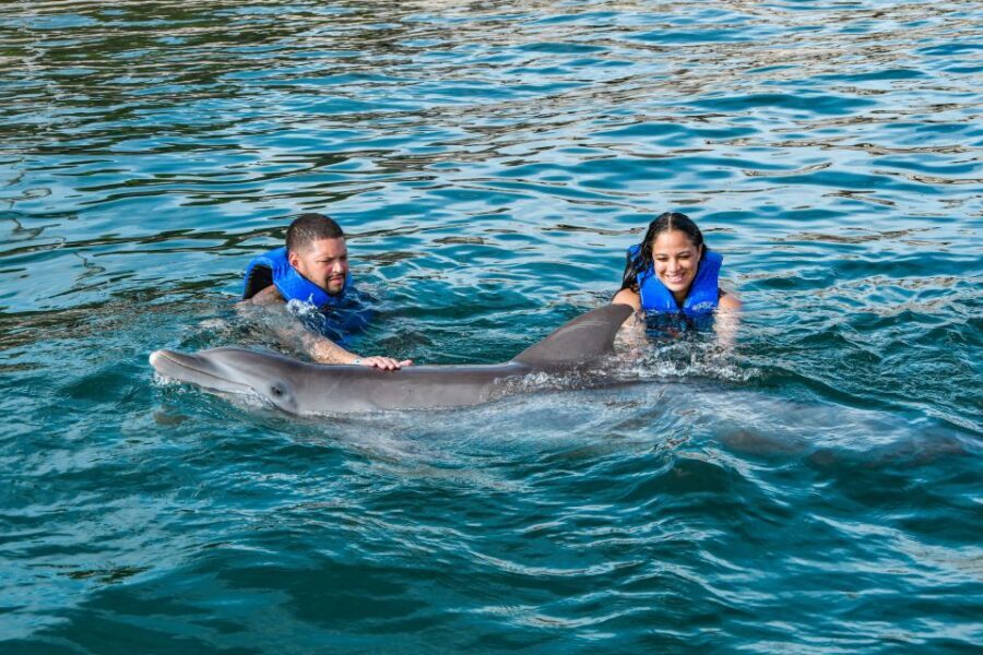 Puerto Plata: Ocean World Adventure Park Swim with Dolphins - Sea lion show, shark-feeding view, and the bird + iguana stops
