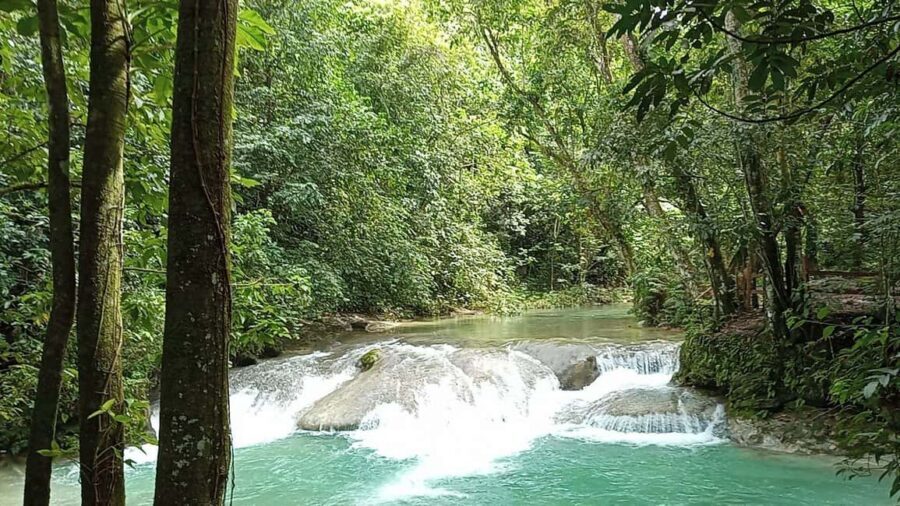 Puerto Plata: Taino Valley and Dominican Flavor Experience - Coffee lessons: from tree to brewing style