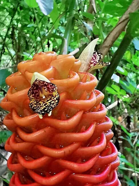 Puerto Plata: Taino Valley and Dominican Flavor Experience - Lunch at Casa Antigua: woodfire comfort with garden-grown ingredients