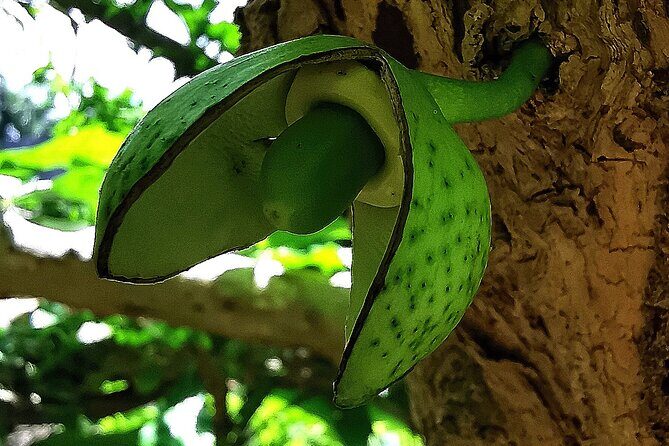 Taino Valley Tropical Park Puerto Plata Tubagua - Who this tour suits best (and who might not love it)
