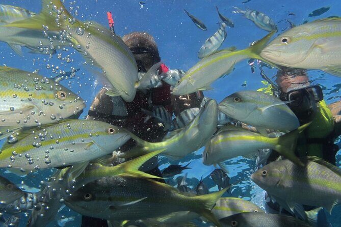 VIP Fascinating Boat Ride & Snorkeling at Sosua Bay - Timing and logistics: how the day tends to flow
