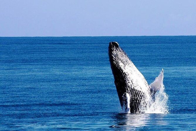 Whale Watching in Samana - Key Things That Matter on This Whale Watching Day Trip
