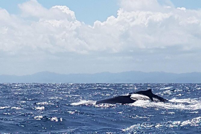 Whale Watching in Samana - The Real Star: Humpback Whales in Samana Bay