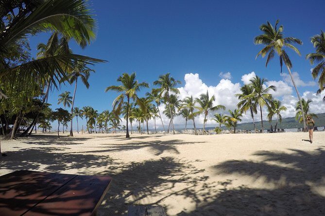 Whale Watching in Samana - What Your Day Looks Like From Start to Finish