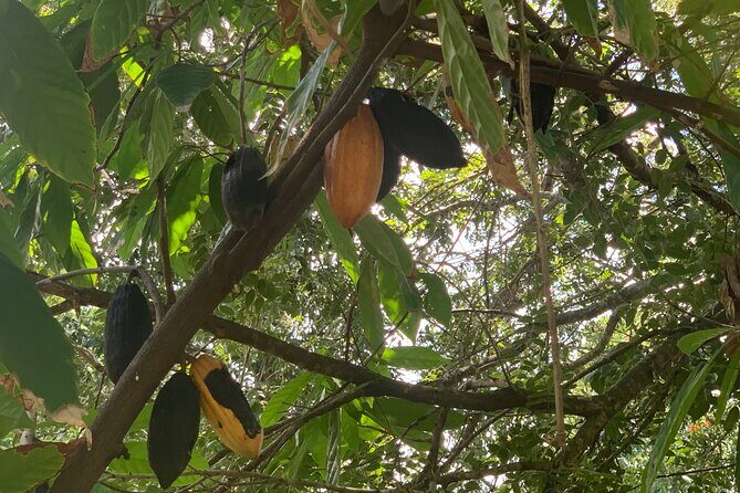 Zip line with 7 waterfall - Tropical fruit plantation, cigar factory, and a drink of mamajuana